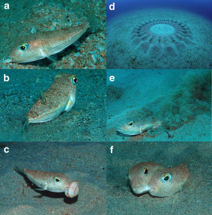 Underwater photos of Torquigener albomaculosus