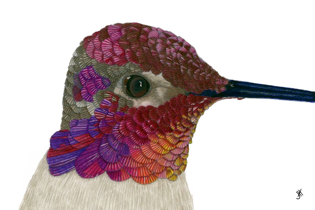 Anna's Hummingbird, Calypte anna