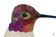 Anna's Hummingbird, Calypte anna