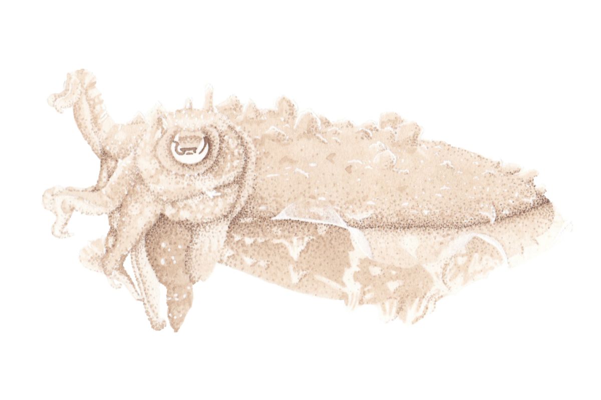Cuttlefish, Sepia bandensis