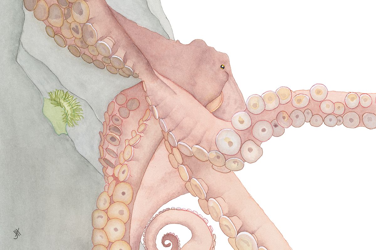 Giant Pacific Octopus, Enteroctopus dofleini