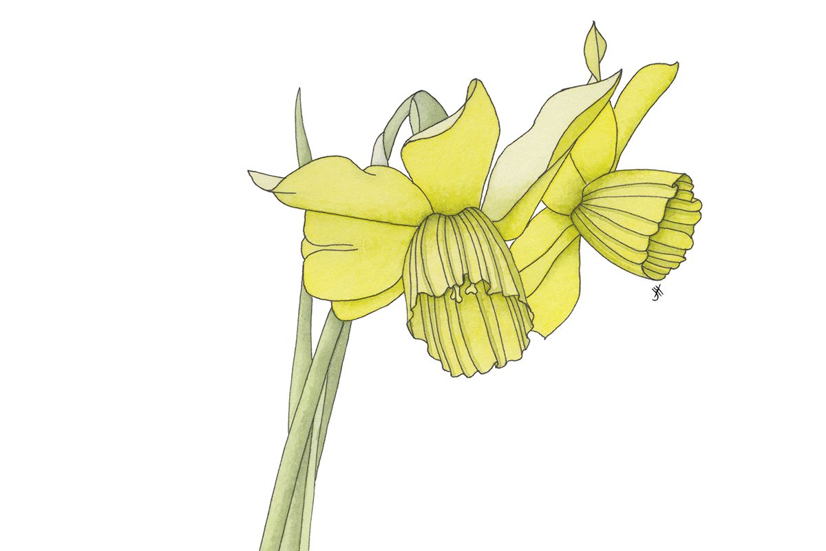 Wild jonquil, Narcissus jonquilla