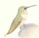 Calliope Hummingbird, Selasphorus calliope