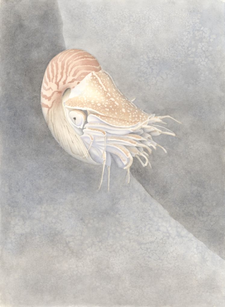 Chambered Nautilus, Nautilus pompilius