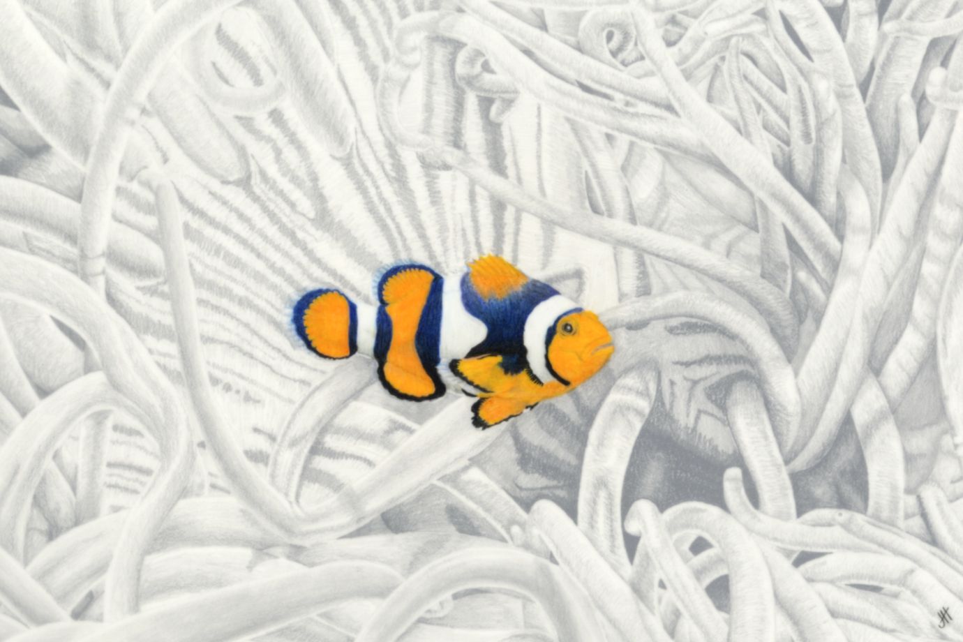 Clownfish, Amphiron perculaz