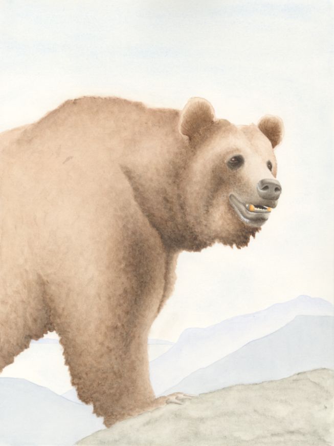 Grizzly Bear, Ursus arctos ssp.