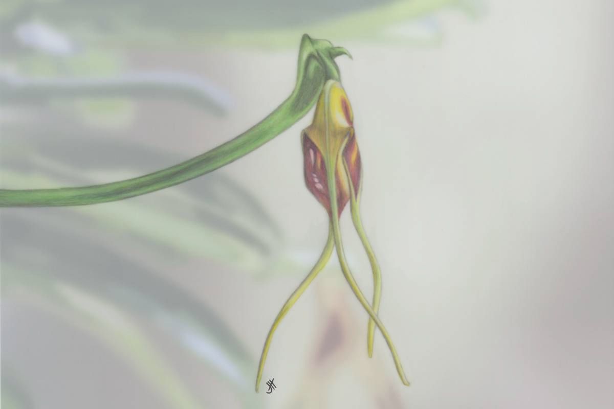 Orchid Bud, Masdevallia posadae