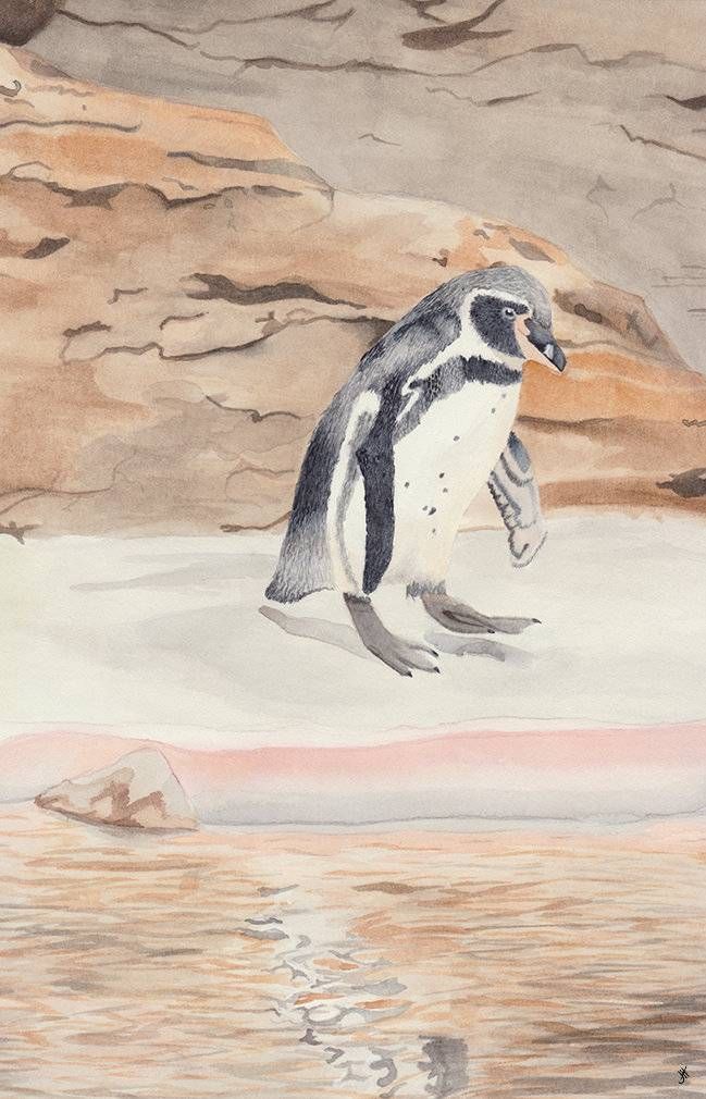 Humboldt Penguin, Spheniscus humboldti