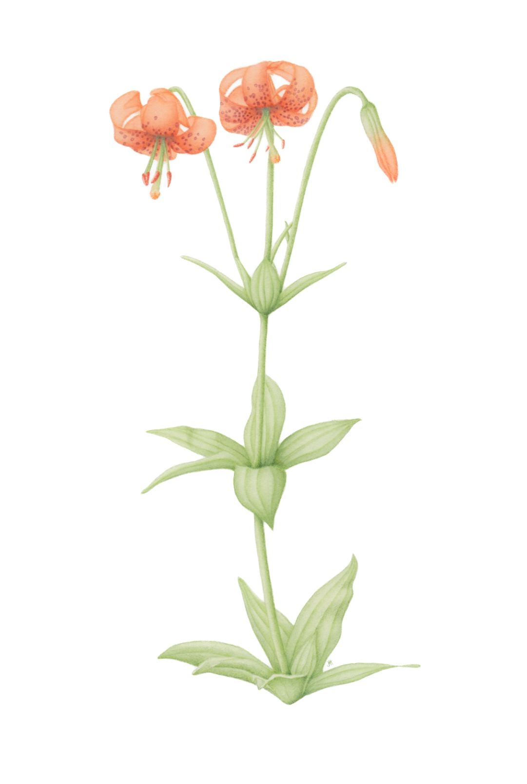 Tiger Lily, Lilium columbianum