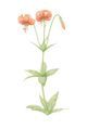 Tiger Lily, Lilium columbianum
