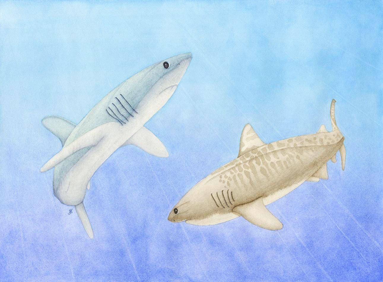 Sharks, Galeocerdo cuvier and Isurus paucus